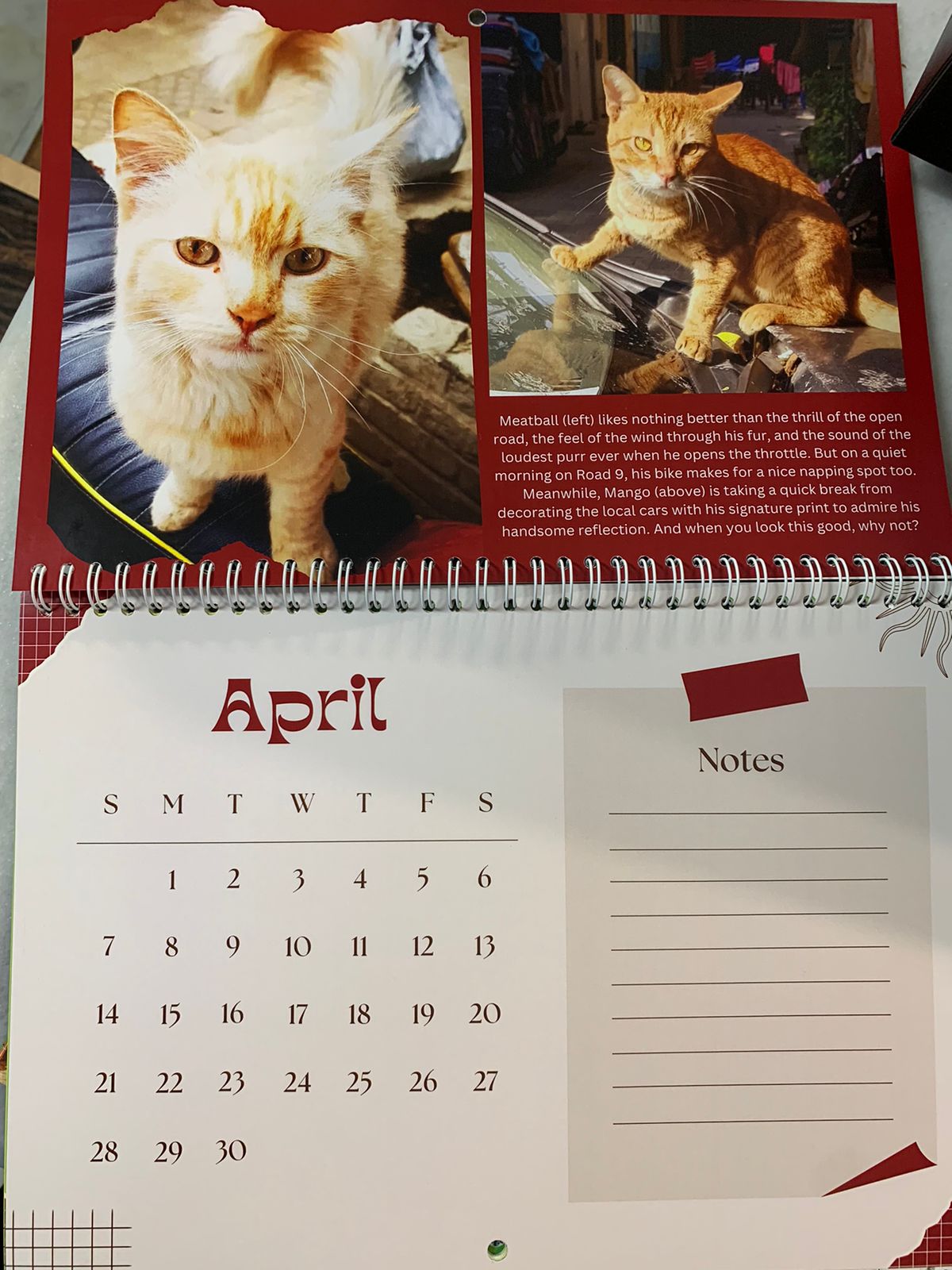 2024 Maadi Cats Calendar