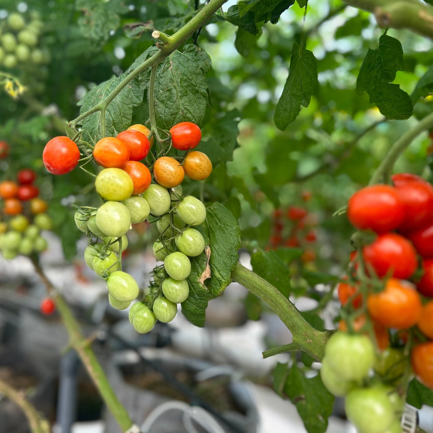 Tulima Mega Cherry Mix