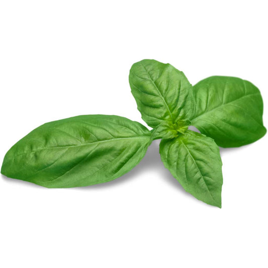 Tulima Genovese Basil