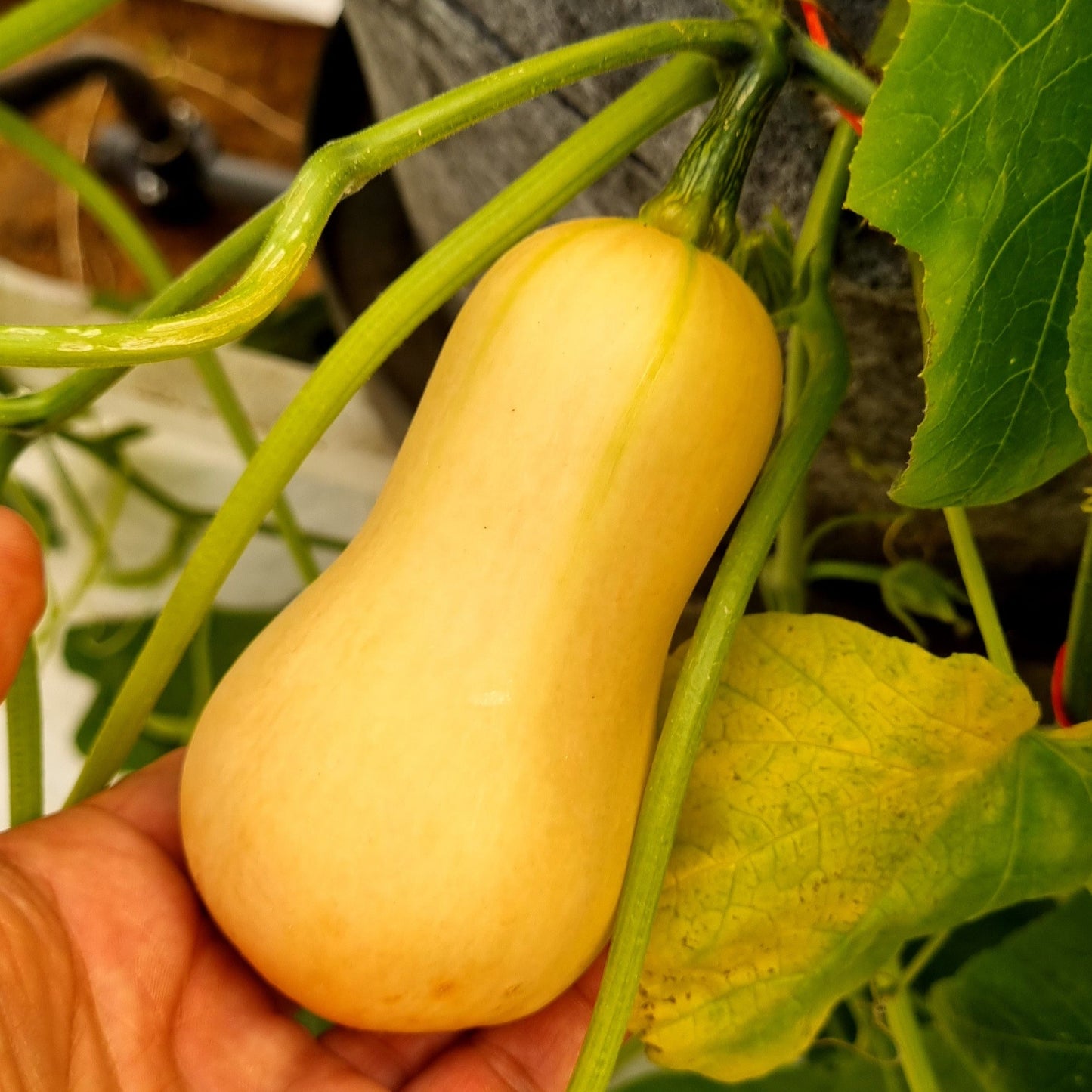 Tulima Butternut Squash