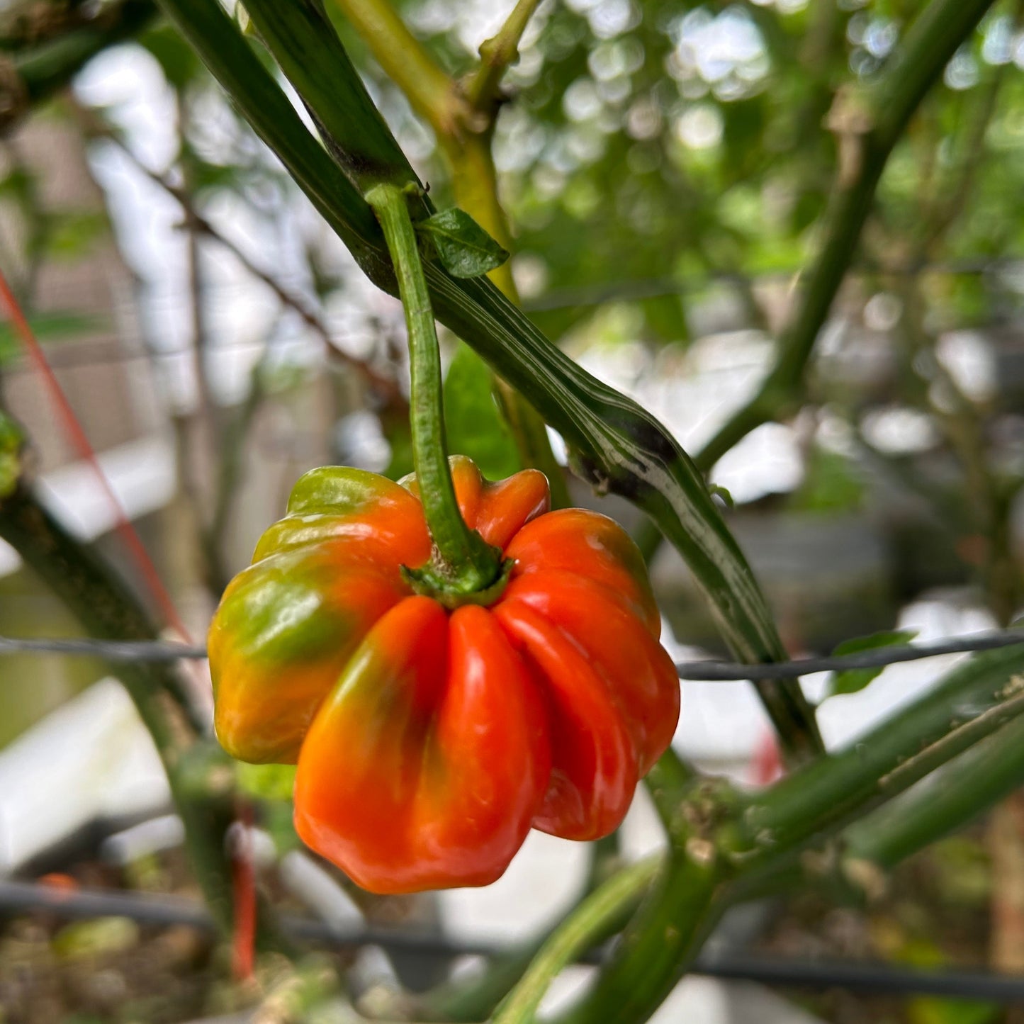 Tulima Habanaro Mix