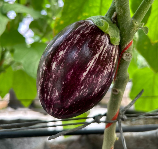 Heirloom Aubergines [ 500g ]
