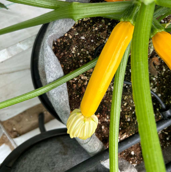 Dark Zucchini [ 500g ]