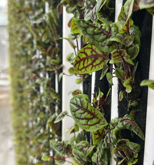 Baby Red Sorrel [ 50g ]