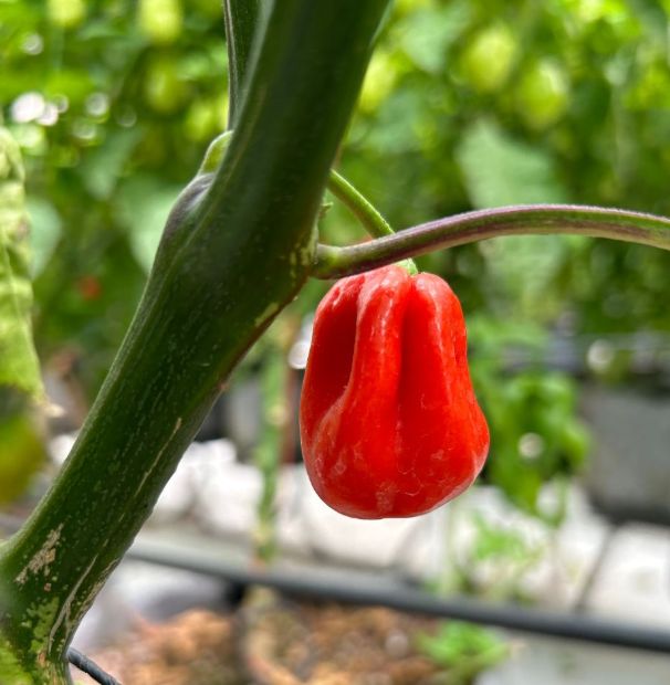 Red Habanero [ 75g ]