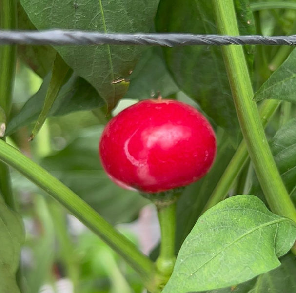 Cherry Bomb Chilli [ 75g ]
