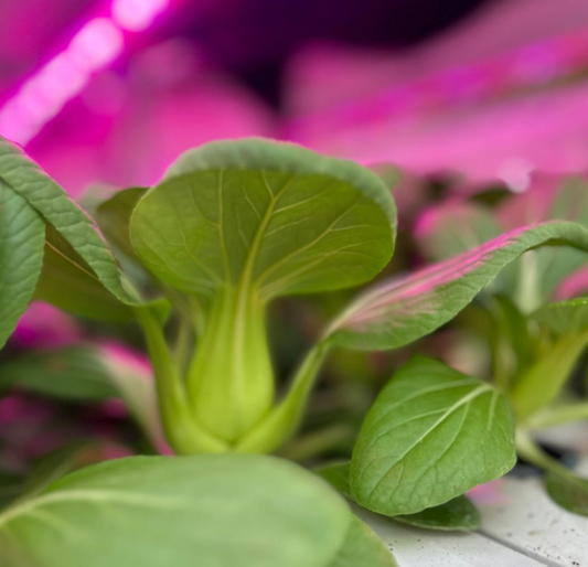 Mini Bok Choy [ Head ]