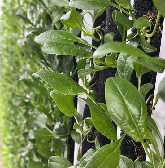 Baby Spinach [ 100g ]