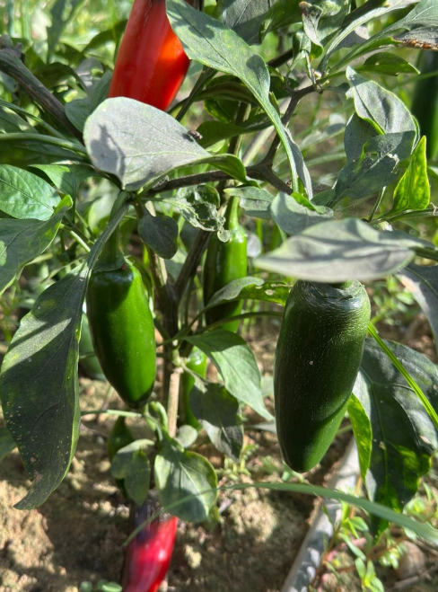 Jalapeño Peppers [ 100g ]