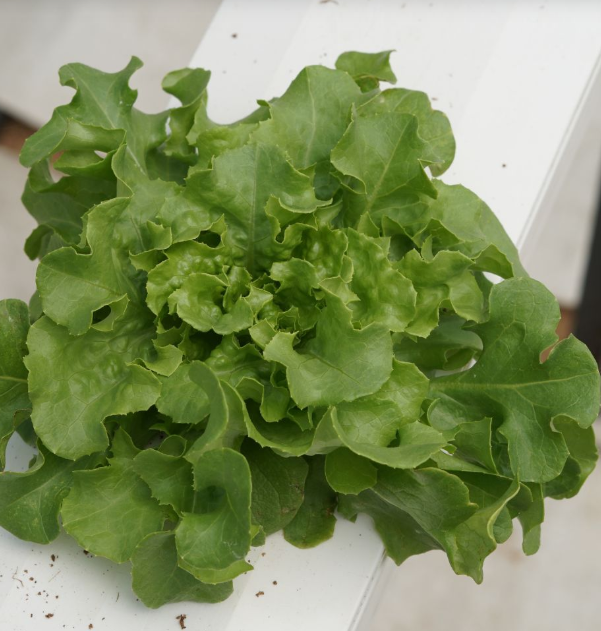 Oakleaf Green [ Head ]