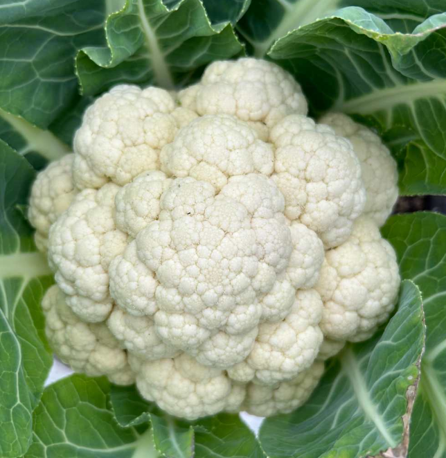 White Cauliflower [ Head ]