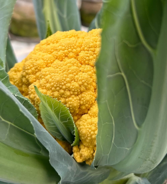 Orange Cauliflower [ Head ]