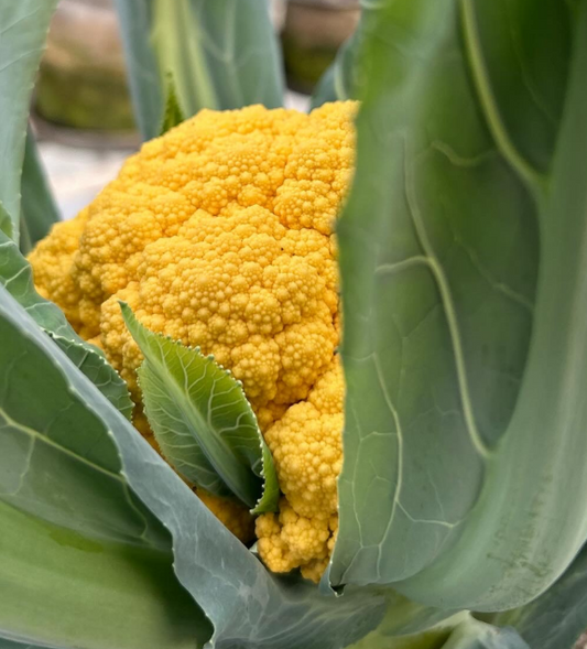 Orange Cauliflower [ Head ]
