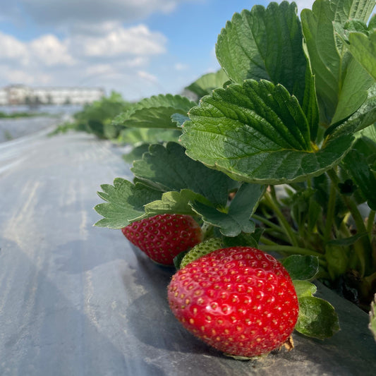 Tulima Farms Strawberries