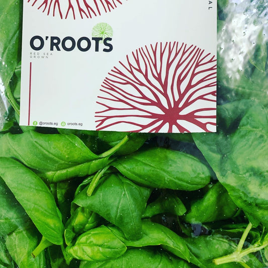 Italian Basil